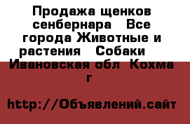 Продажа щенков сенбернара - Все города Животные и растения » Собаки   . Ивановская обл.,Кохма г.